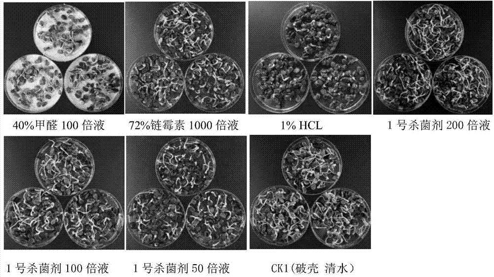 1%异噻唑啉酮·2%二硫氰甲烷乳油在防治三倍体西瓜果斑病中的应用