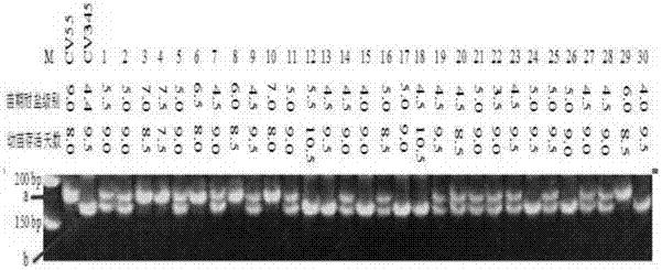 一种水稻苗期耐盐基因qST11及其分子标记方法