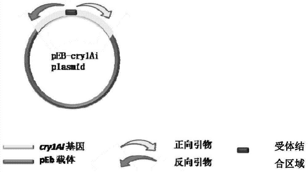 获得高活性Cry1Ai蛋白突变体的方法及其突变体