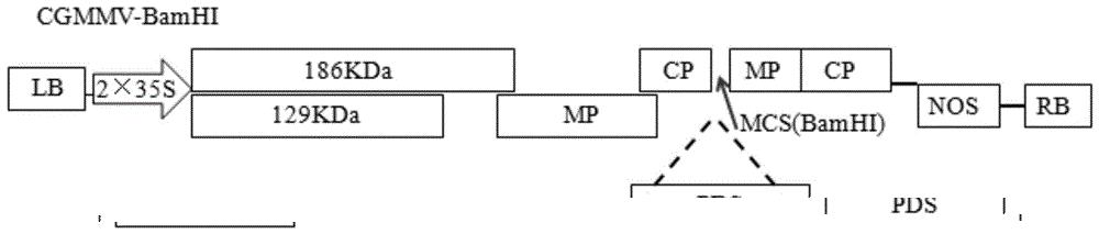 一种黄瓜绿斑驳花叶病毒诱导的基因沉默载体及其构建方法与应用