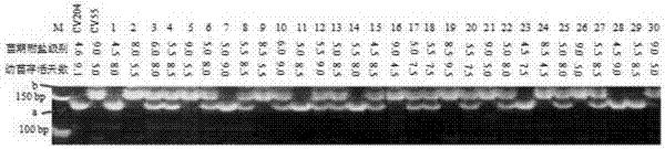 一种水稻苗期耐盐基因qST2及其分子标记方法