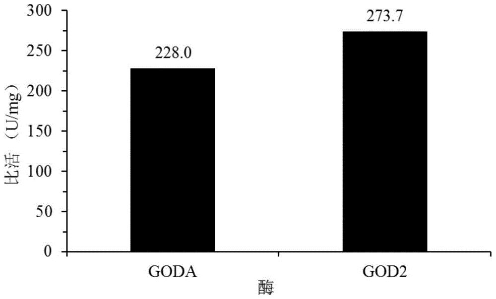 一种葡萄糖氧化酶突变体及其编码基因和应用