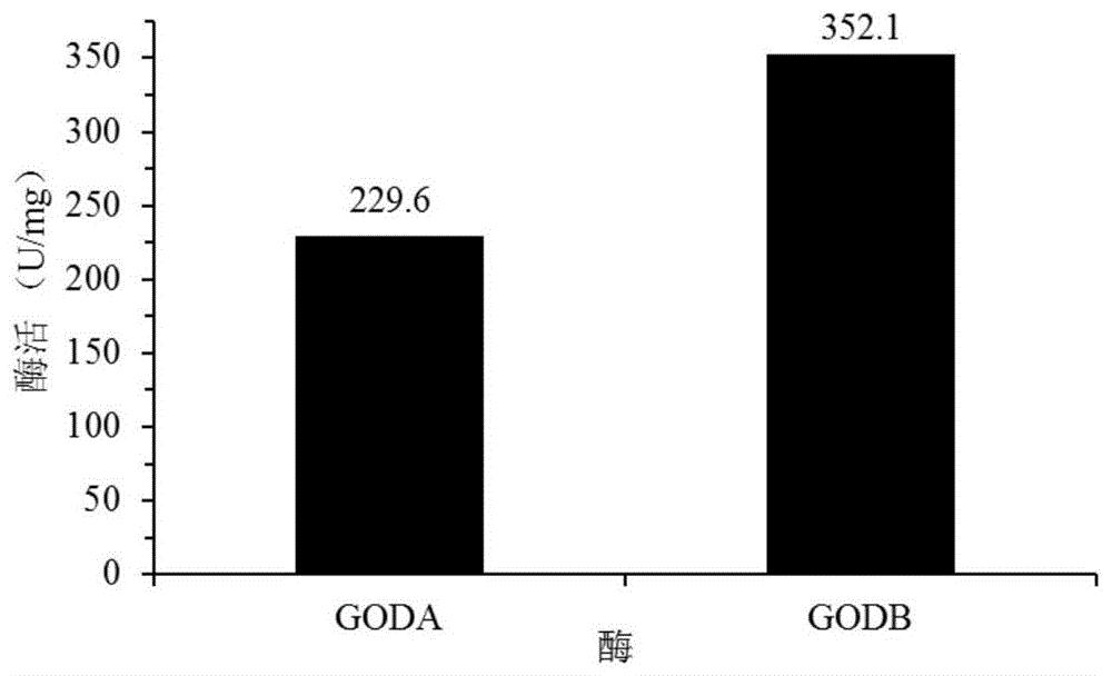一种葡萄糖氧化酶突变体及其编码基因和应用