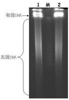 植物抗病蛋白Xa23及其编码基因与应用