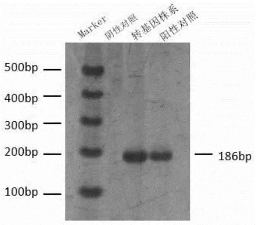 SiTGAL6蛋白质的新用途