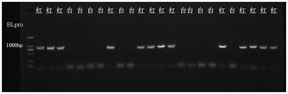 一种用于鉴定桃果肉红/非红性状的InDel标记、引物对及其应用