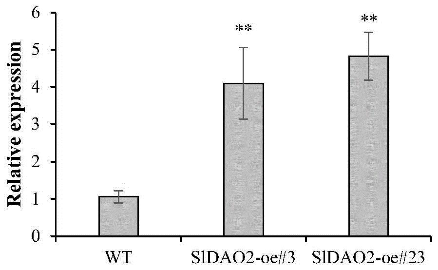 番茄SlDAO2基因及其应用