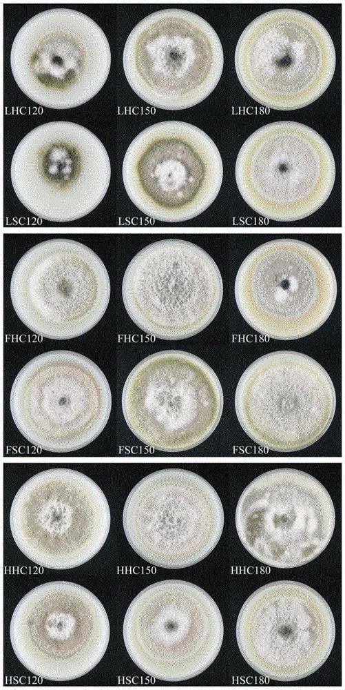 一种利用辣椒秸秆制备脂肽类抗生素iturin A的方法
