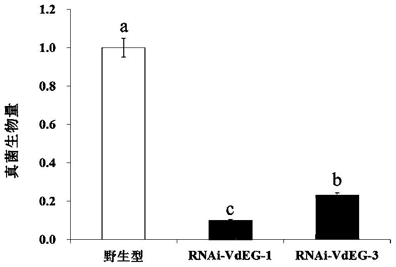大丽轮枝菌VdEG抗病原菌靶基因片段及其干扰载体和应用