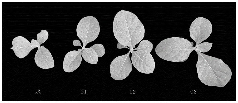 一种增强植物抗冷能力的保护剂、制备方法及其应用