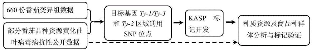 用于检测番茄黄化曲叶病毒病抗性的SNP位点组合及其应用