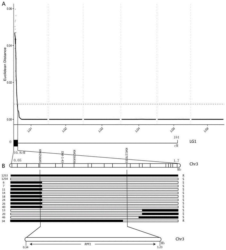 基于KASP技术开发的用于检测菠菜RPF1基因型的引物及应用