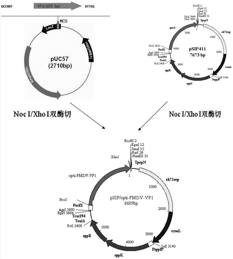 一种高效表达口蹄疫病毒抗原基因的重组乳酸杆菌及其制备方法和应用