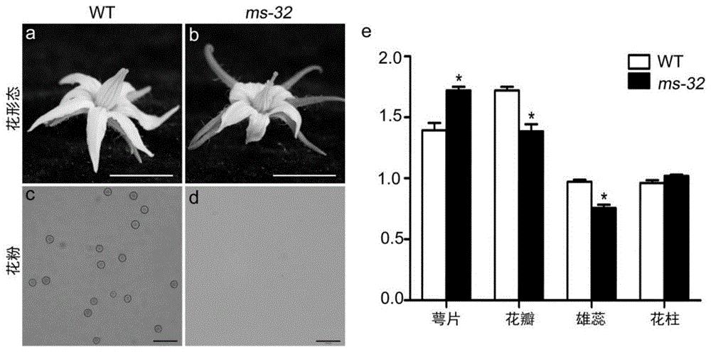 与番茄雄性不育突变位点ms-32共分离的分子标记、特异性引物及其应用
