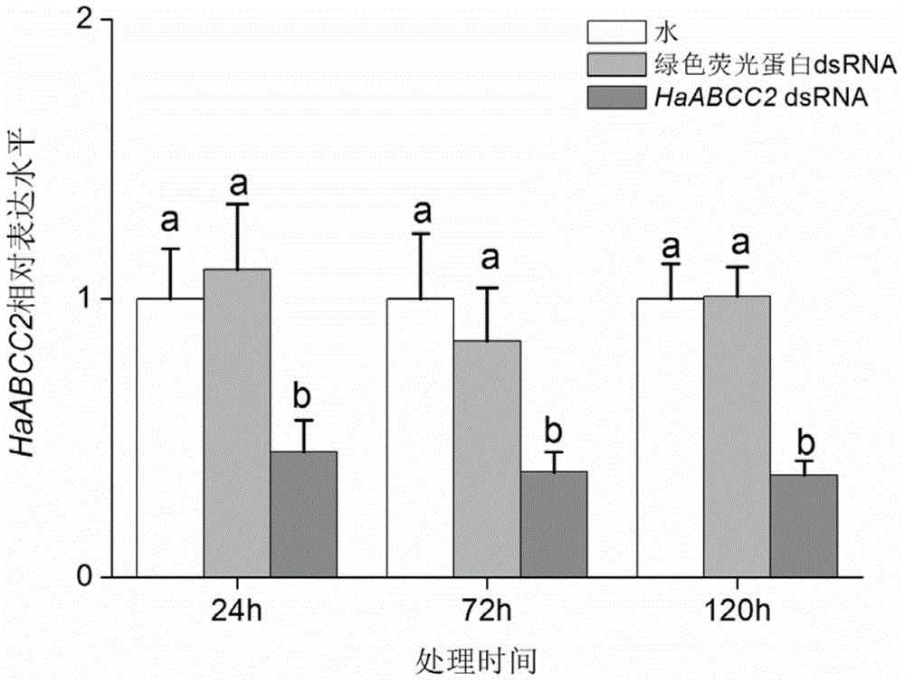棉铃虫转运蛋白ABCC2及其编码基因和应用
