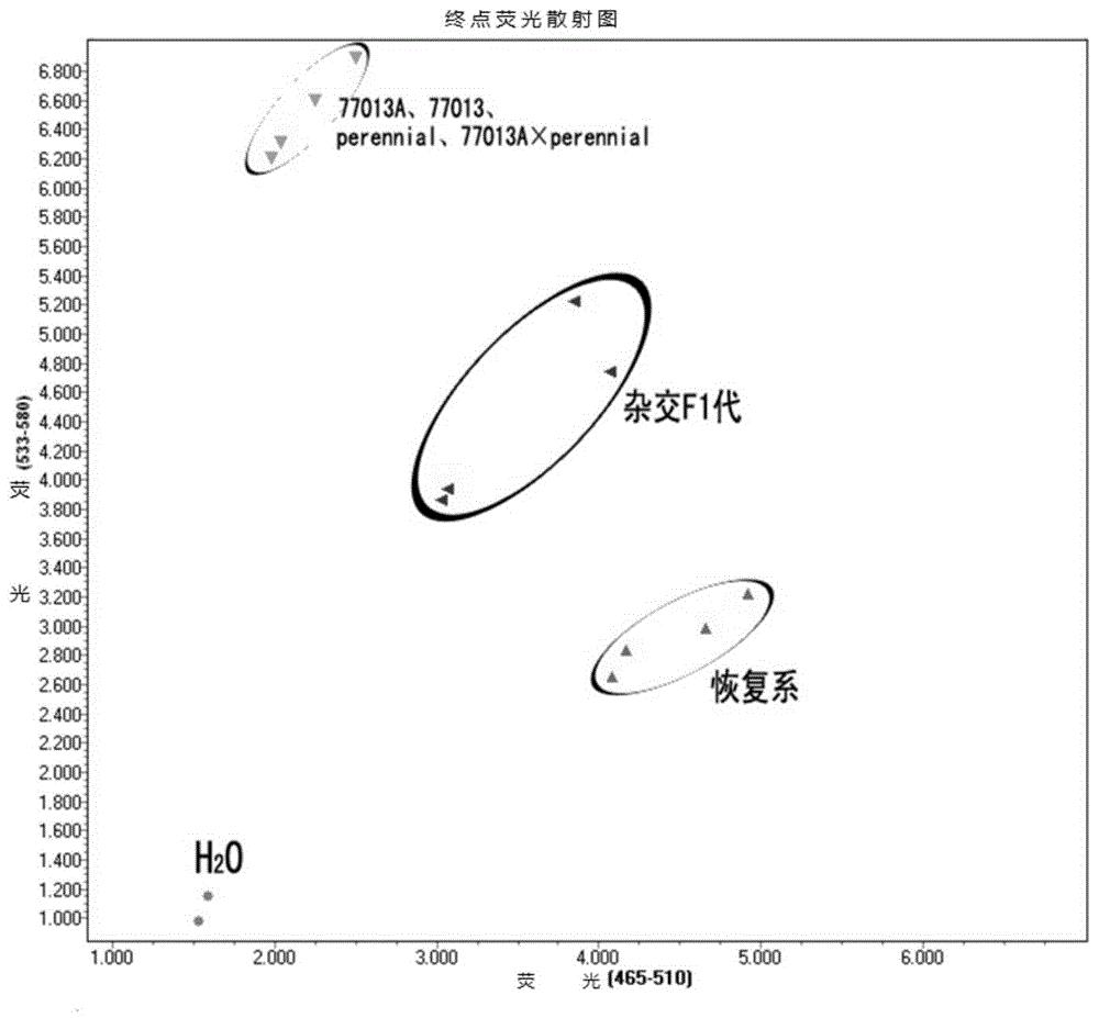 辣椒细胞质雄性不育恢复性状相关的SNP标记及其特异性引物和应用