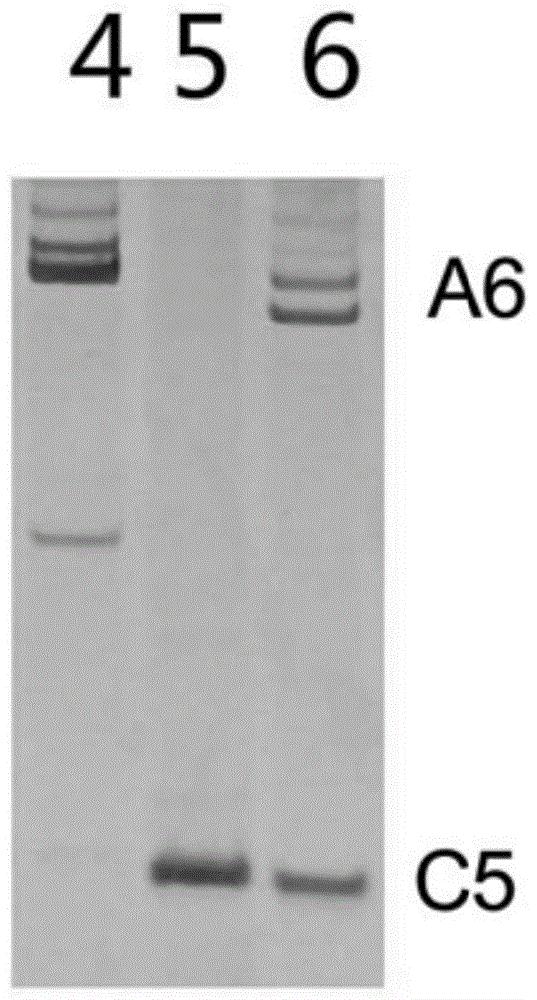 鉴定芸薹属蔬菜种间杂种及后代材料A06和C05染色体分离情况的分子标记和方法