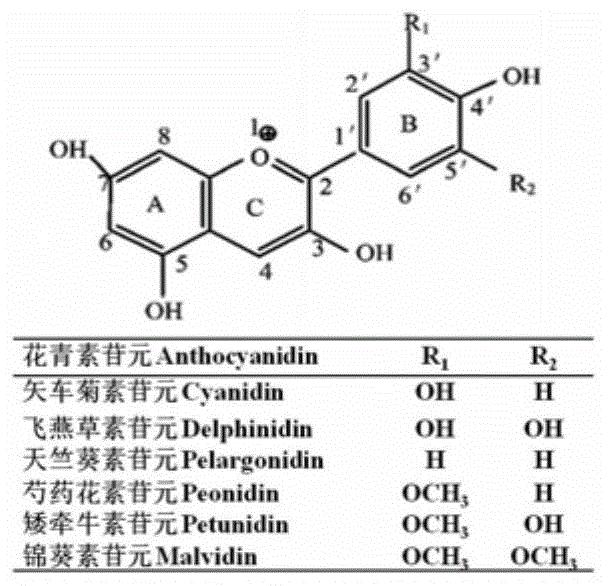 一种鉴别萝卜肉质根红肉色的分子标记