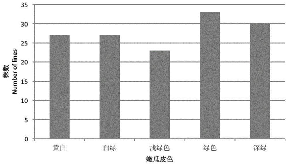一种鉴定与黄瓜嫩果皮色相关的QTL及基因的方法