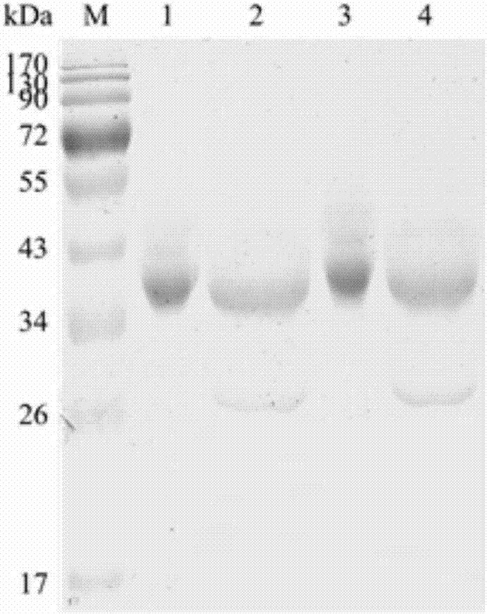 一种耐高温的毛壳菌多聚半乳糖醛酸酶突变体及其编码基因和应用