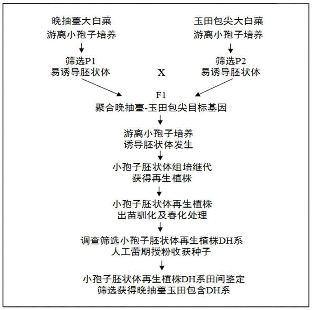 一种创制晚抽薹玉田包尖白菜的方法及其应用