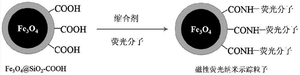 一种磁性荧光纳米材料及其制备方法与应用