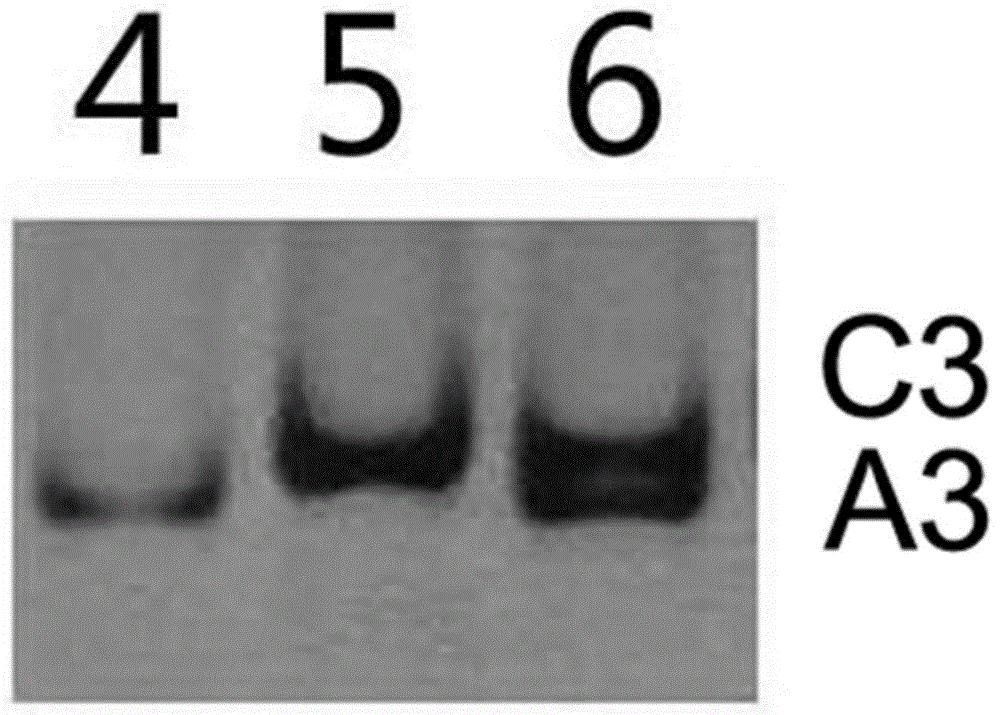 鉴定白菜与埃塞俄比亚芥种间杂种及后代材料A03和C03染色体分离情况的分子标记
