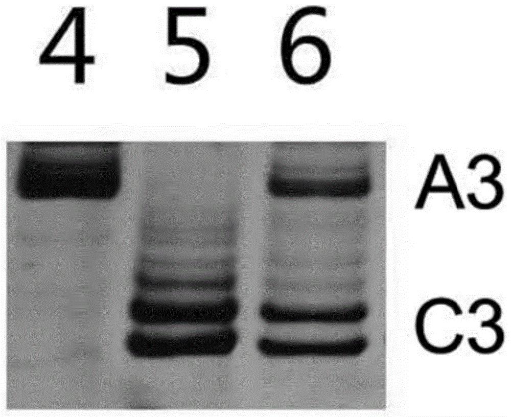 鉴定白菜与埃塞俄比亚芥种间杂种及后代材料A03和C03染色体分离情况的分子标记
