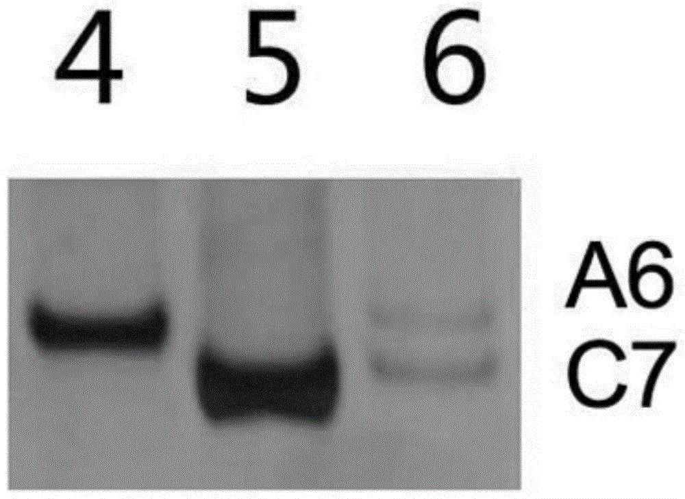 鉴定芸薹属蔬菜种间杂种及后代材料A06和C07染色体分离情况的分子标记和方法