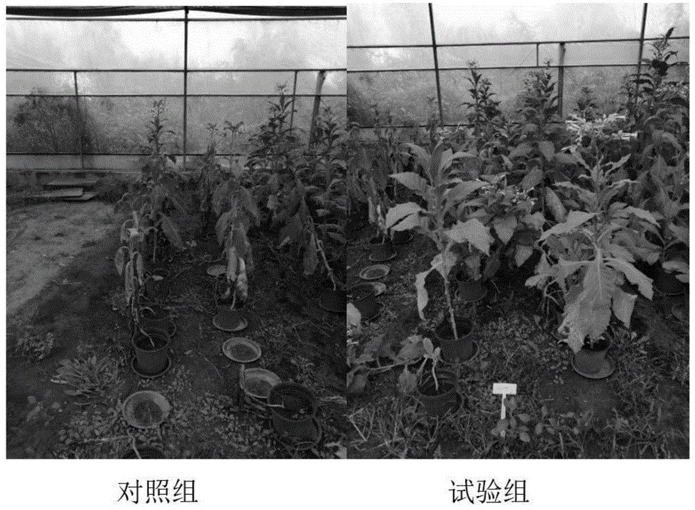 一种抑菌微乳制剂及其制备方法和应用