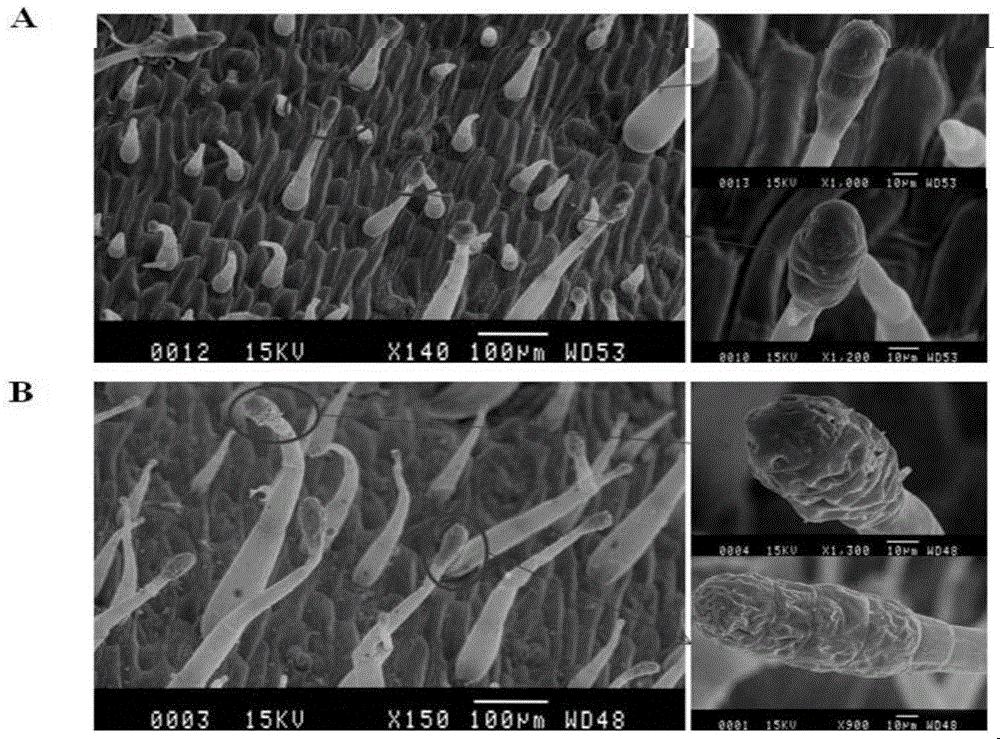 烟草腺毛分泌特性相关基因Nt-te分子标记定位及获得方法与应用