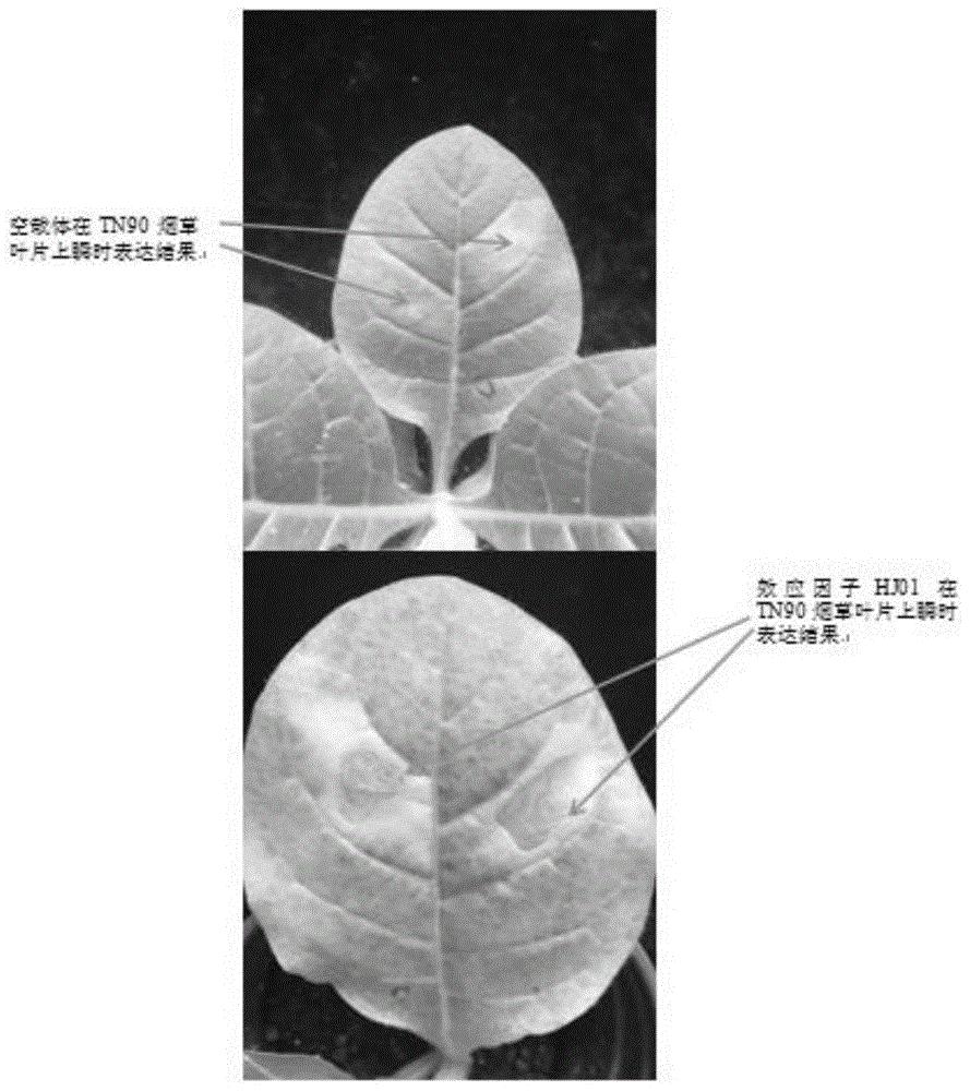 黑胫病菌效应因子在诱导本氏烟叶片坏死中的应用