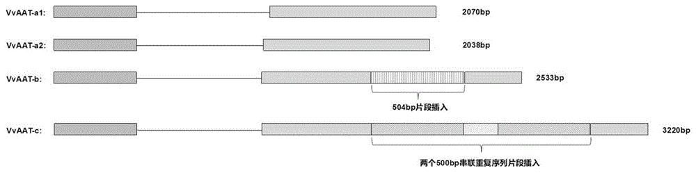 与葡萄酯类香气物质含量相关的SNP分子标记及其应用