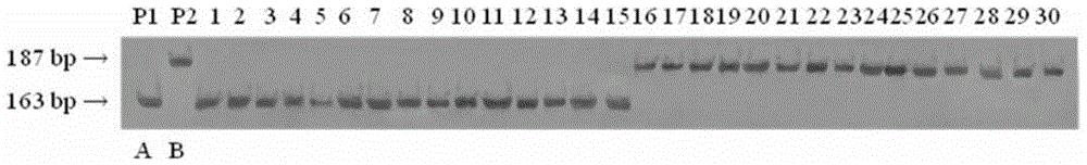 与水稻耐冷基因qSF12相连锁的分子标记及其应用