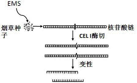 突变的烤烟CYP82E4基因及其应用