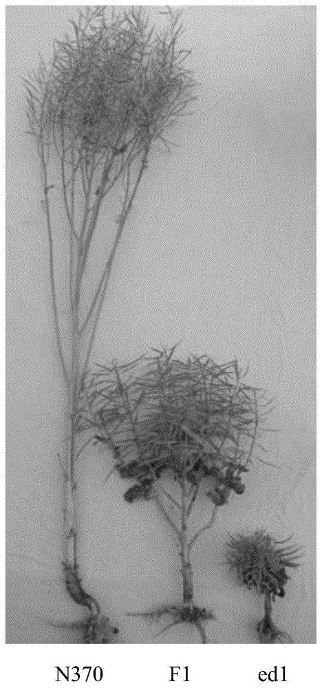 控制油菜株高的基因ED1及其应用