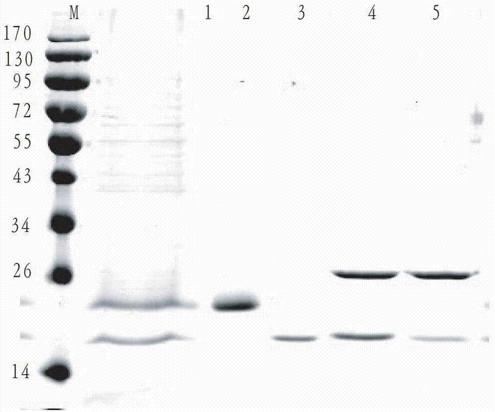 一种N-糖基化木聚糖酶XYN11C1及其基因和应用