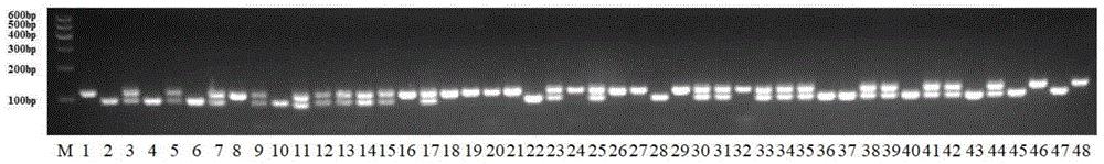 一种利用InDel分子标记鉴定茄子显性单性结实基因的引物对及其应用