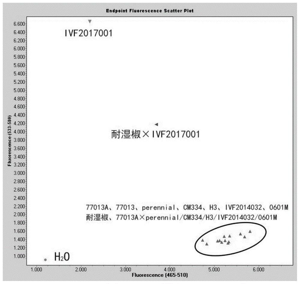 辣椒八氢番茄红素合成酶基因的单核苷酸突变及KASP特异性引物和应用