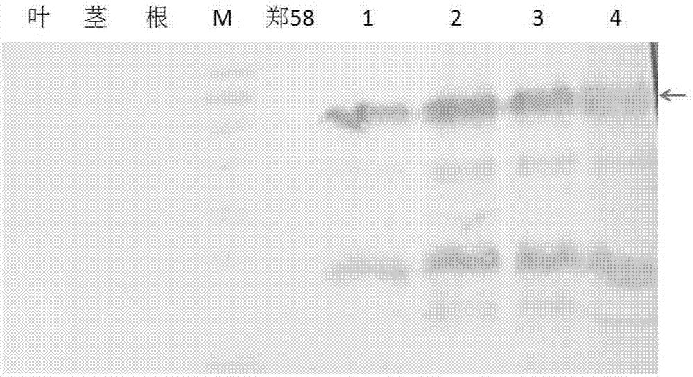 优化的葡聚糖酶基因及其重组植物表达载体和应用