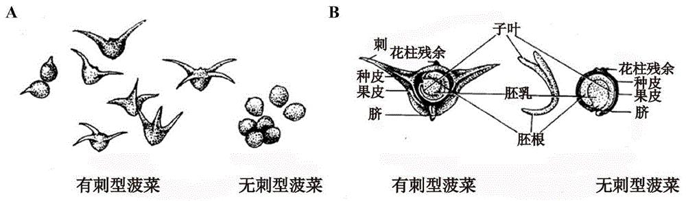 一种与菠菜果实形态相关的KASP分子标记及检测引物与应用