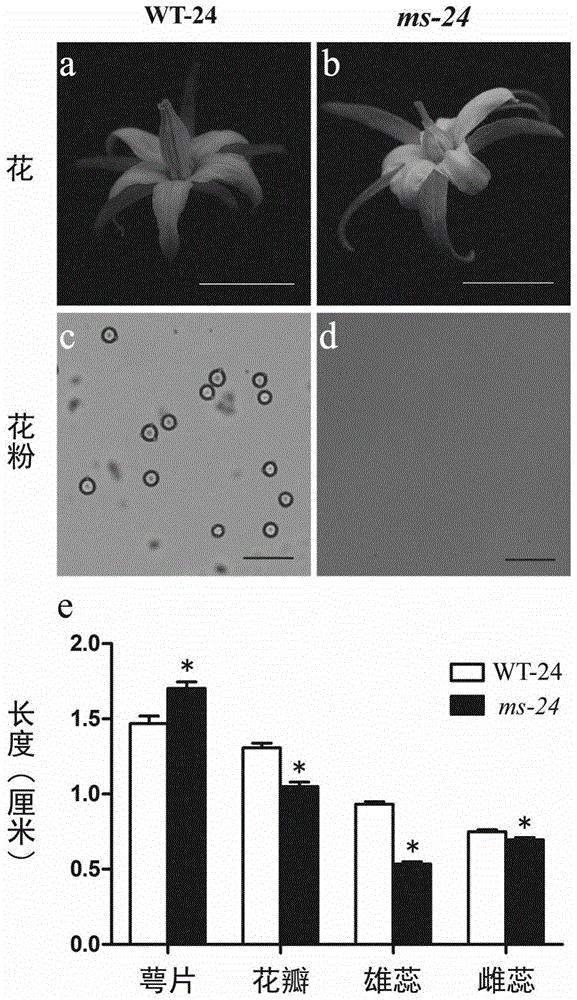 与番茄雄性不育突变位点ms-24及其等位突变位点共分离的分子标记及其应用