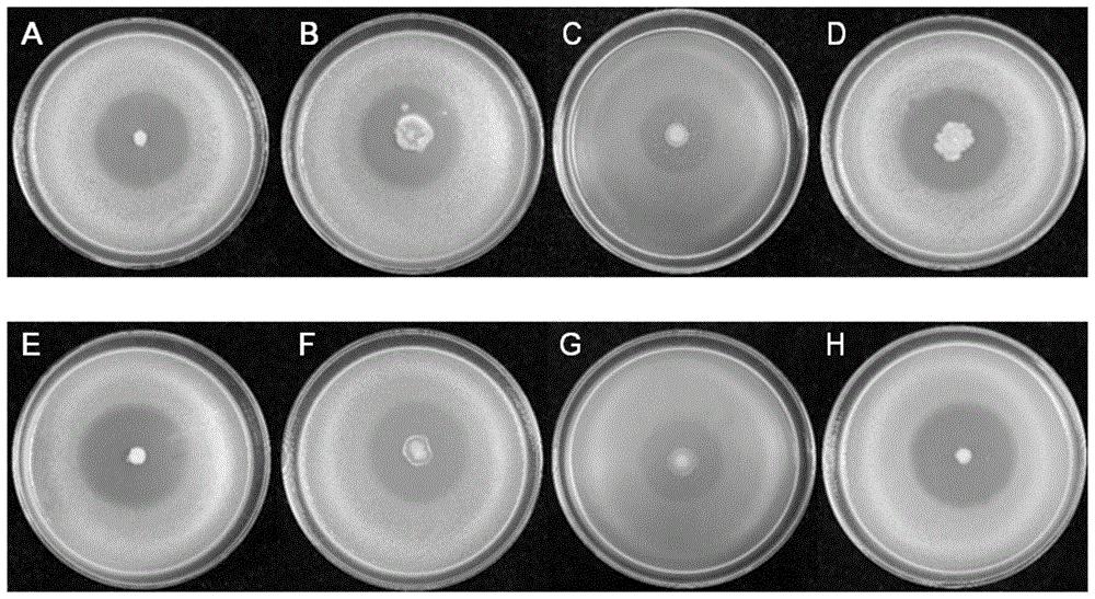 一株贝莱斯芽孢杆菌及其在防治黄瓜细菌性角斑病中的应用