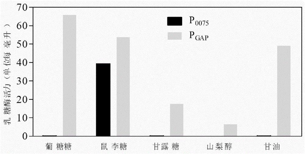 从毕赤酵母中分离的鼠李糖诱导型启动子及其应用