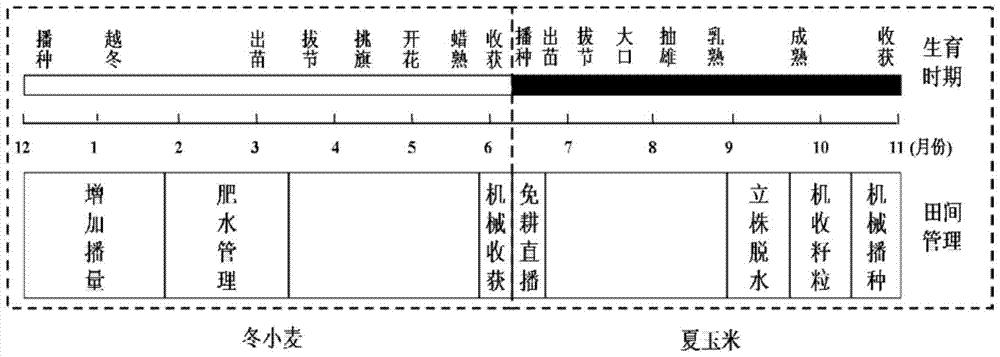 小麦冬寄籽‑玉米机收粒周年高产高效种植模式