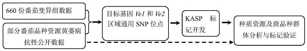 用于检测番茄黄萎病抗性的SNP位点组合及其应用