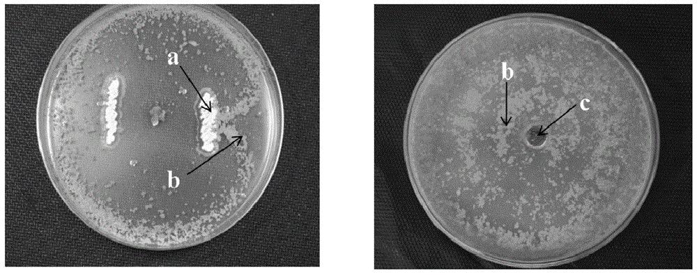 一种用于烟草防病促生的复合微生物肥料菌剂及其应用