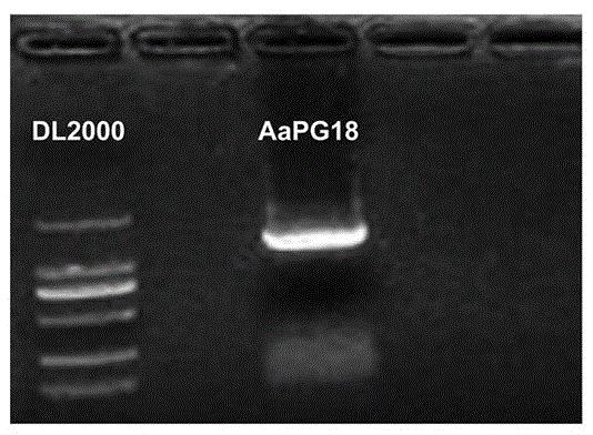 猕猴桃AaPG18基因及针对该转基因的单果验证方法