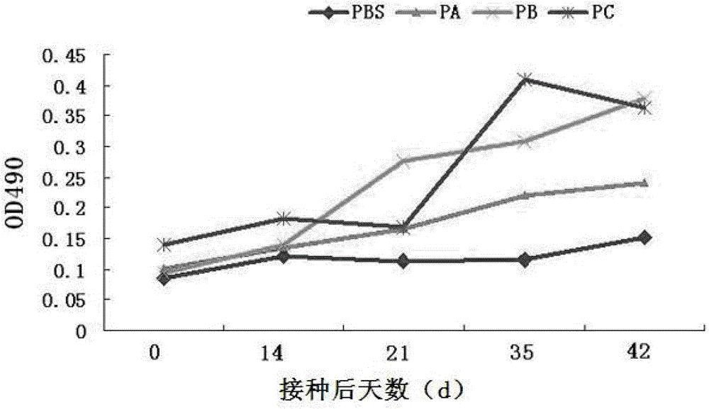 一种牛口蹄疫病毒A型合成肽及其制备和应用