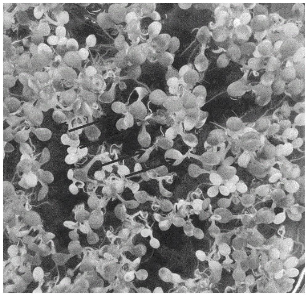 油菜α-6微管蛋白基因在提高油菜产量中的应用